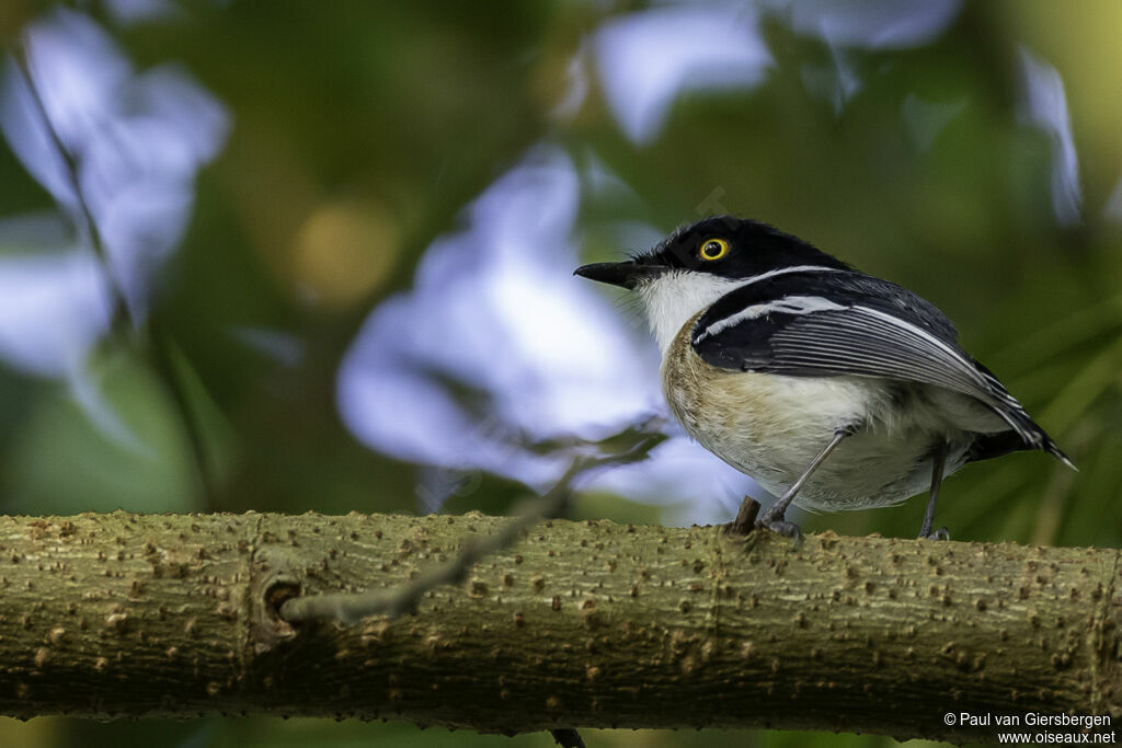 Woodwards' Batis male adult