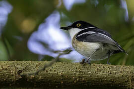 Woodwards' Batis