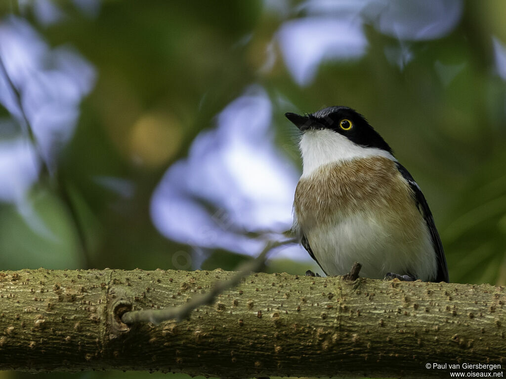 Woodwards' Batis male adult