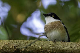 Woodwards' Batis