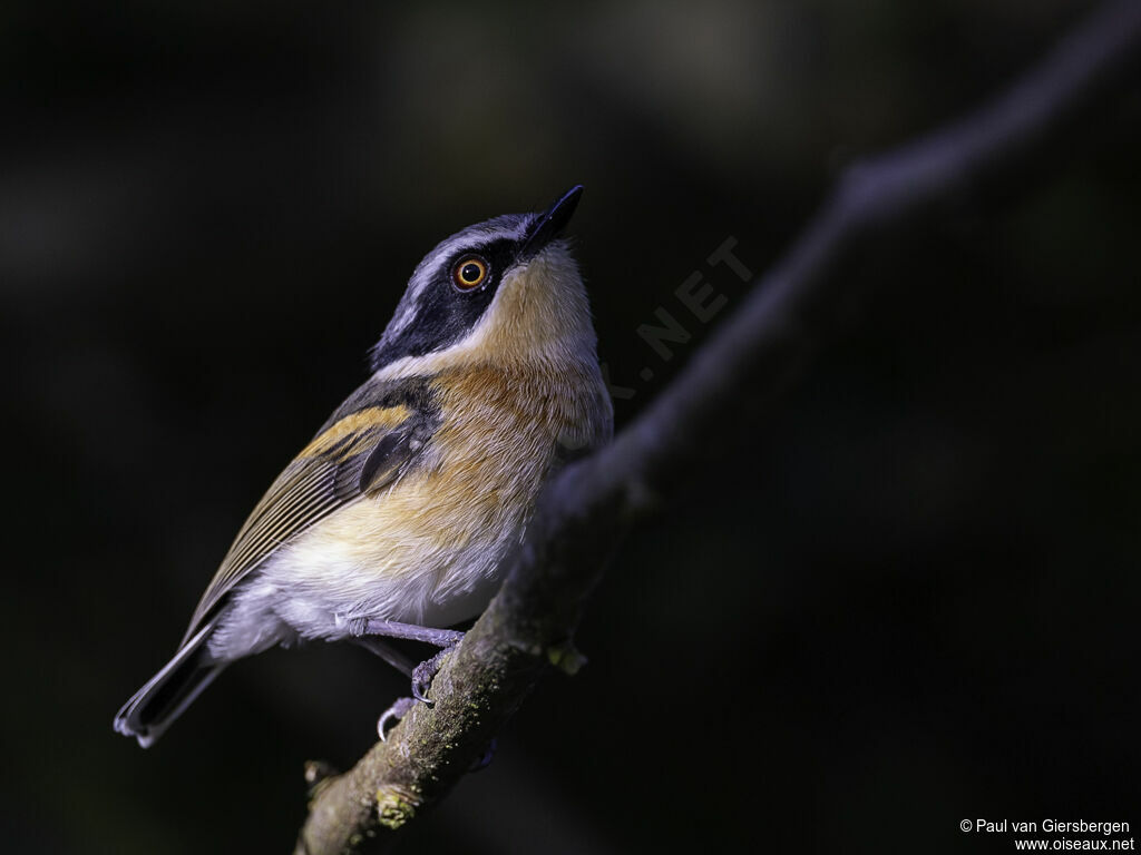 Woodwards' Batis female adult