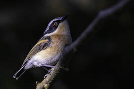 Woodwards' Batis