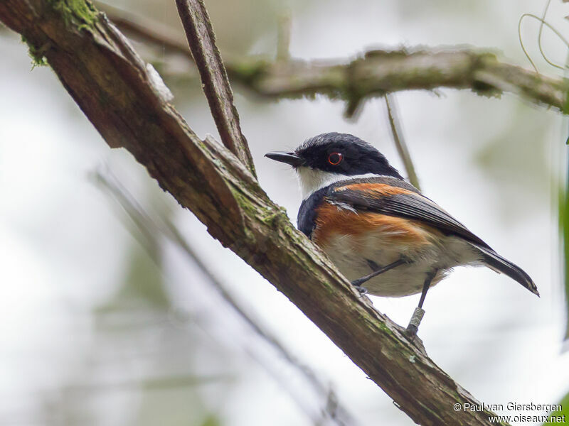 Cape Batis