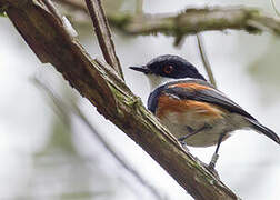 Cape Batis