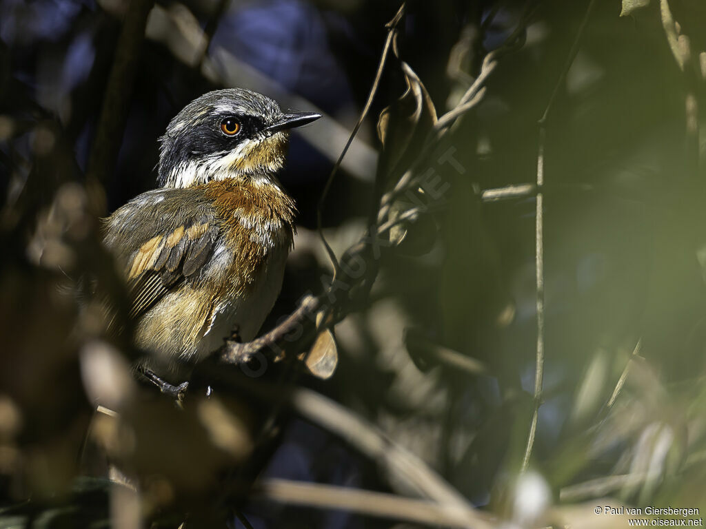 Cape Batis female adult