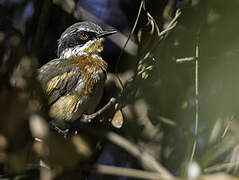 Cape Batis