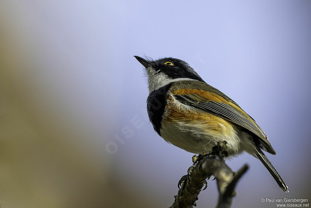 Cape Batis male adult