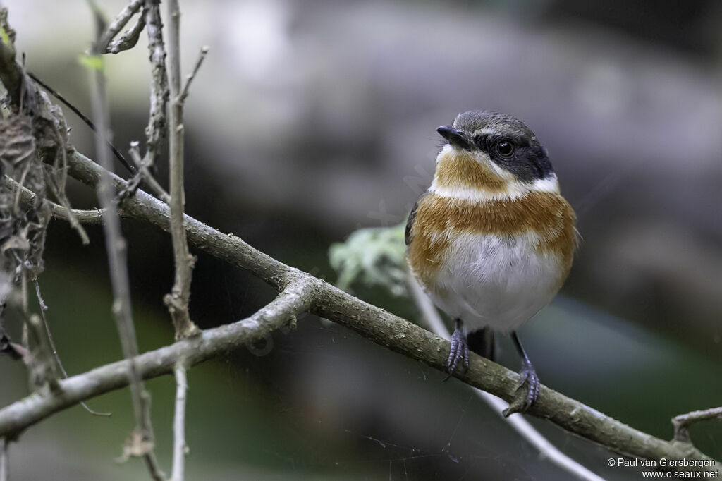 Cape Batis female adult