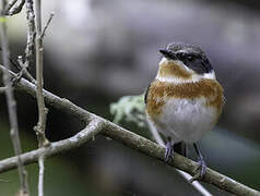 Cape Batis