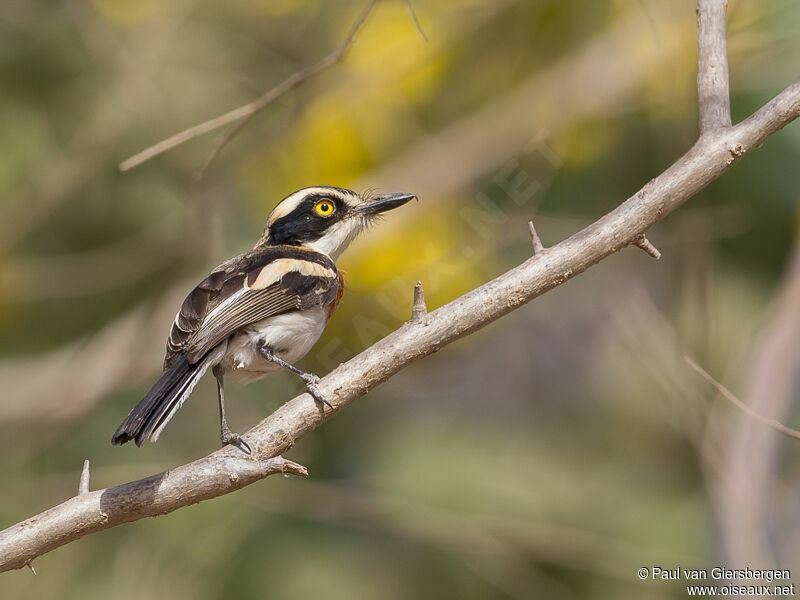 Senegal Batis