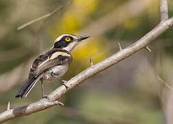 Senegal Batis