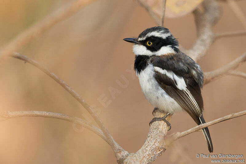 Senegal Batis