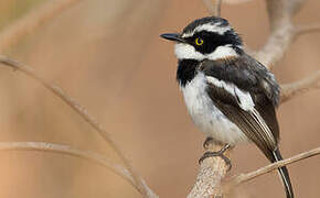 Senegal Batis