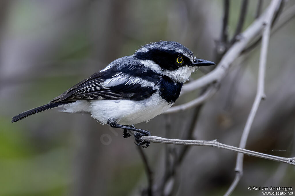 Chinspot Batis