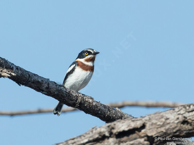 Chinspot Batis