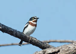 Chinspot Batis