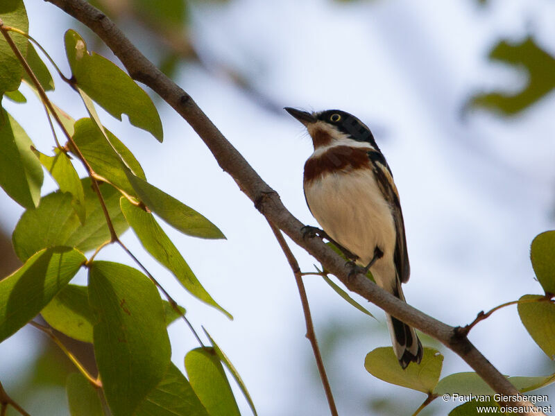 Chinspot Batis