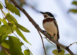 Chinspot Batis