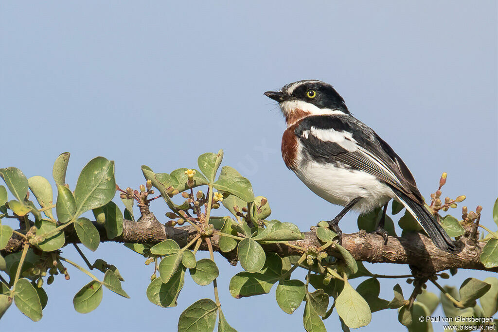 Chinspot Batis female adult