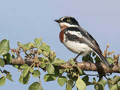 Chinspot Batis