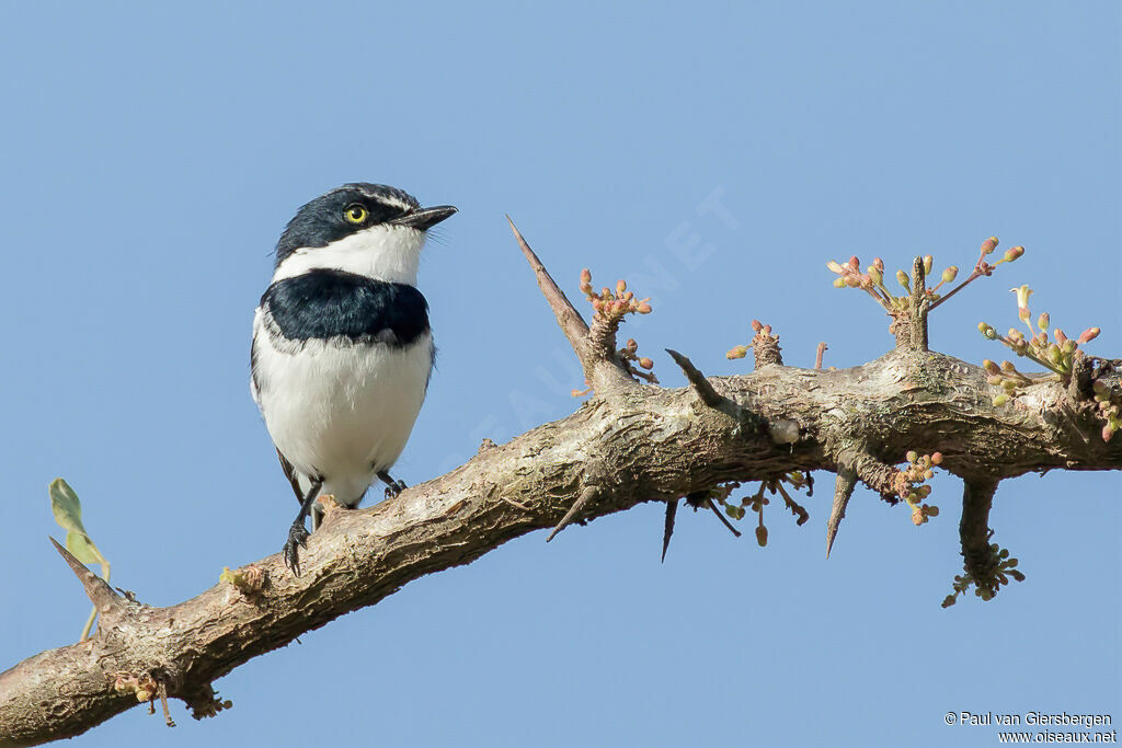 Chinspot Batis male adult