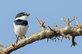 Chinspot Batis