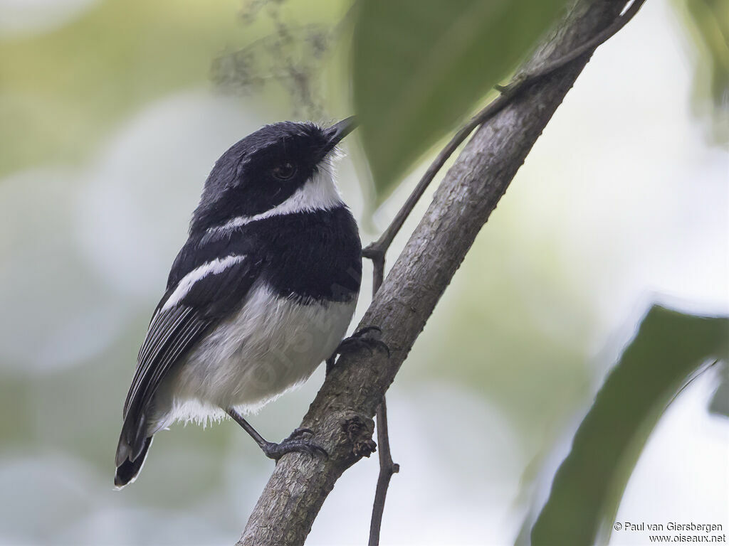 Dark Batis male adult