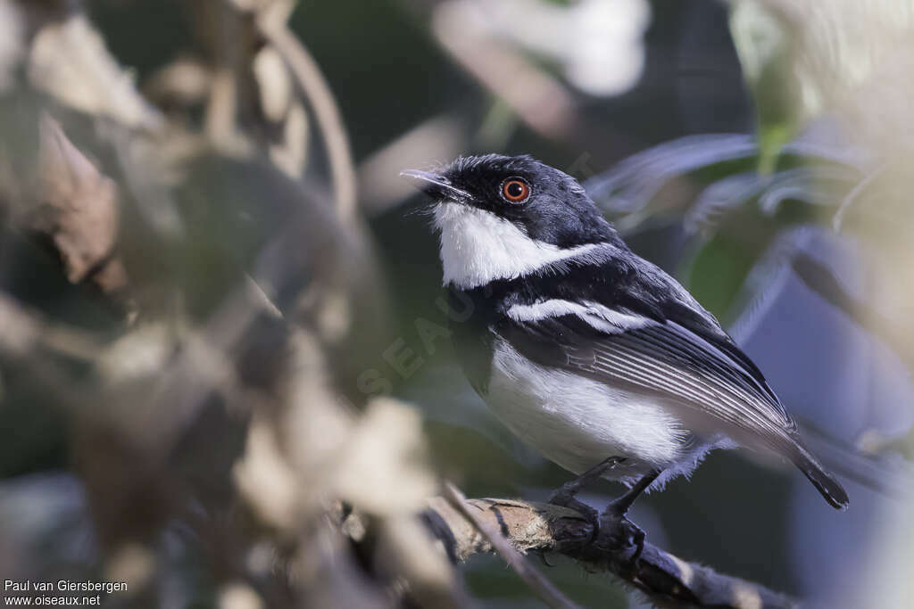 Dark Batis male adult, identification