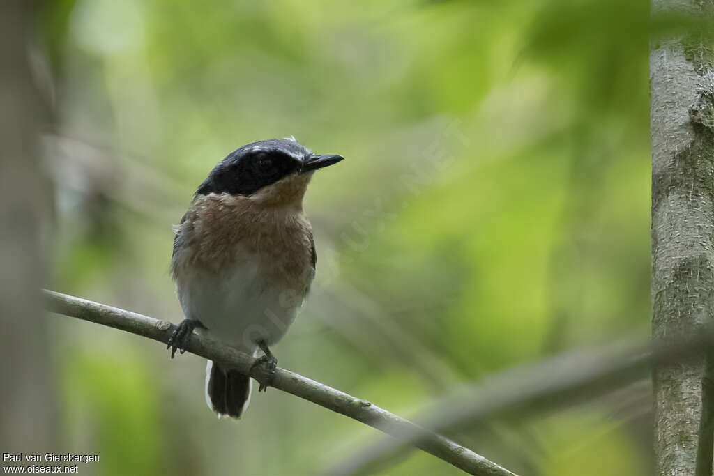 Dark Batis female adult, close-up portrait