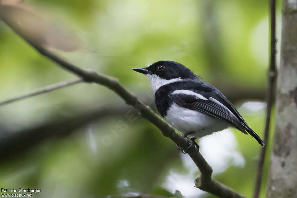 Dark Batis male adult, pigmentation