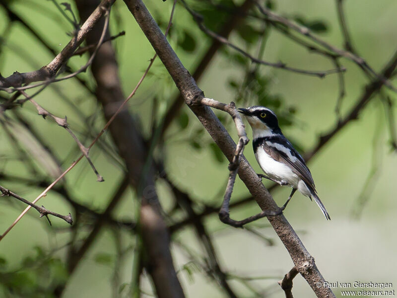 Pale Batis