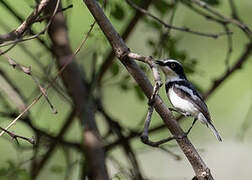 Pale Batis