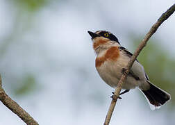 Pale Batis