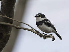 Pale Batis