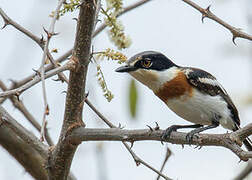 Pygmy Batis