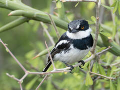 Pygmy Batis