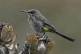 Cape Sugarbird