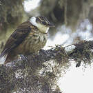 Pseudocolapte de Boissonneau