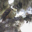 Pseudocolapte de Boissonneau