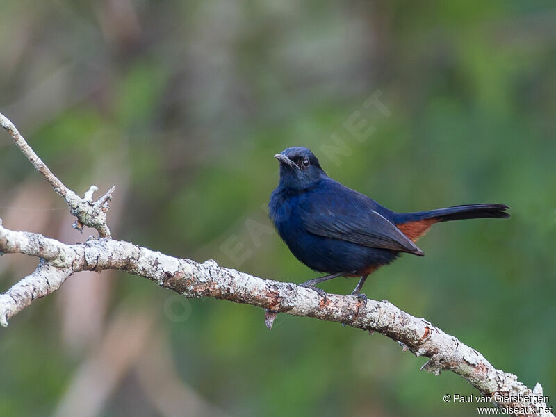 Indian Robin male adult