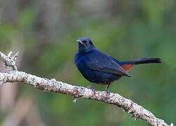 Indian Robin