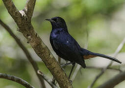 Indian Robin