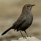 Pseudotraquet indien