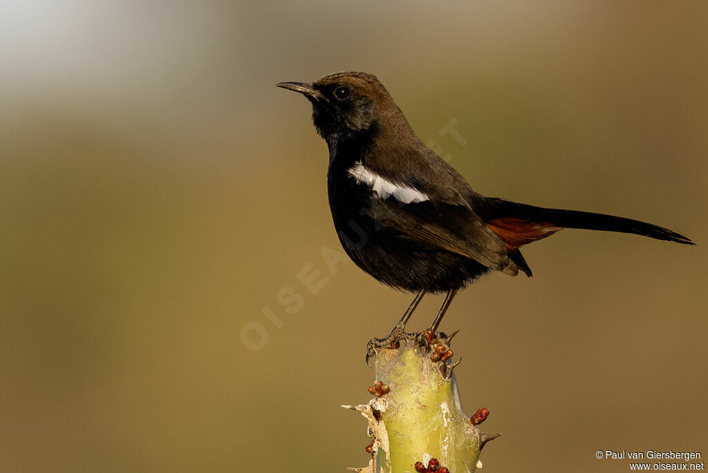 Pseudotraquet indien