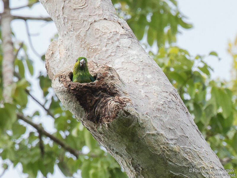 Salvadori's Fig Parrot