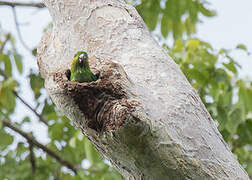 Salvadori's Fig Parrot