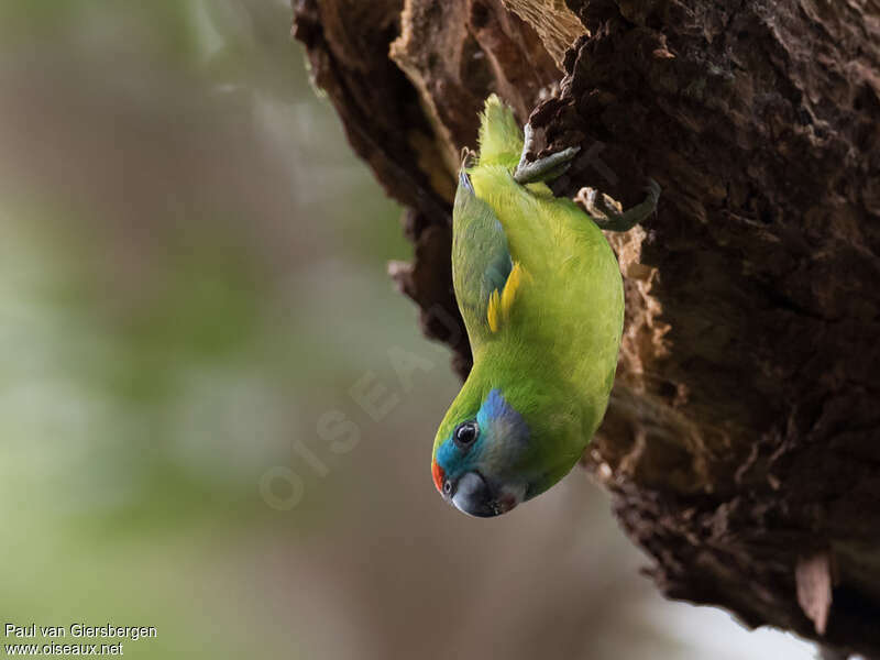 Double-eyed Fig Parrot female adult, identification