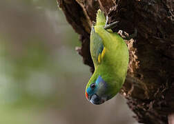 Double-eyed Fig Parrot