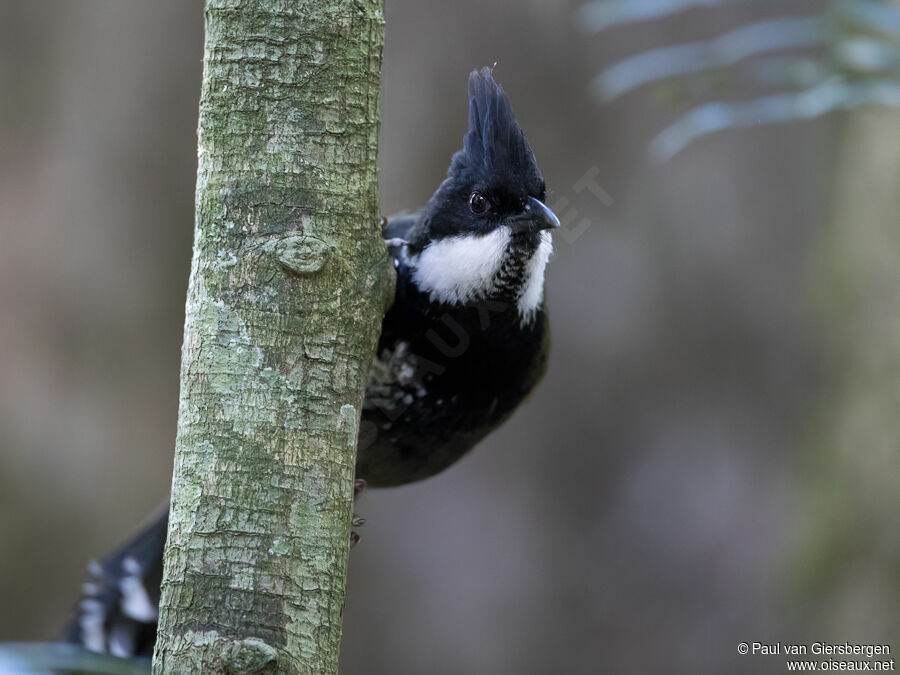 Eastern Whipbirdadult