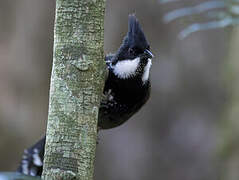 Eastern Whipbird